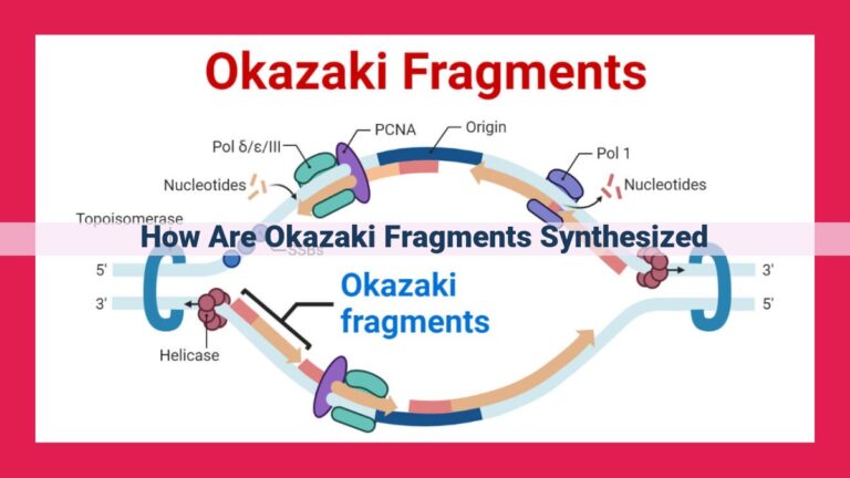 how are okazaki fragments synthesized