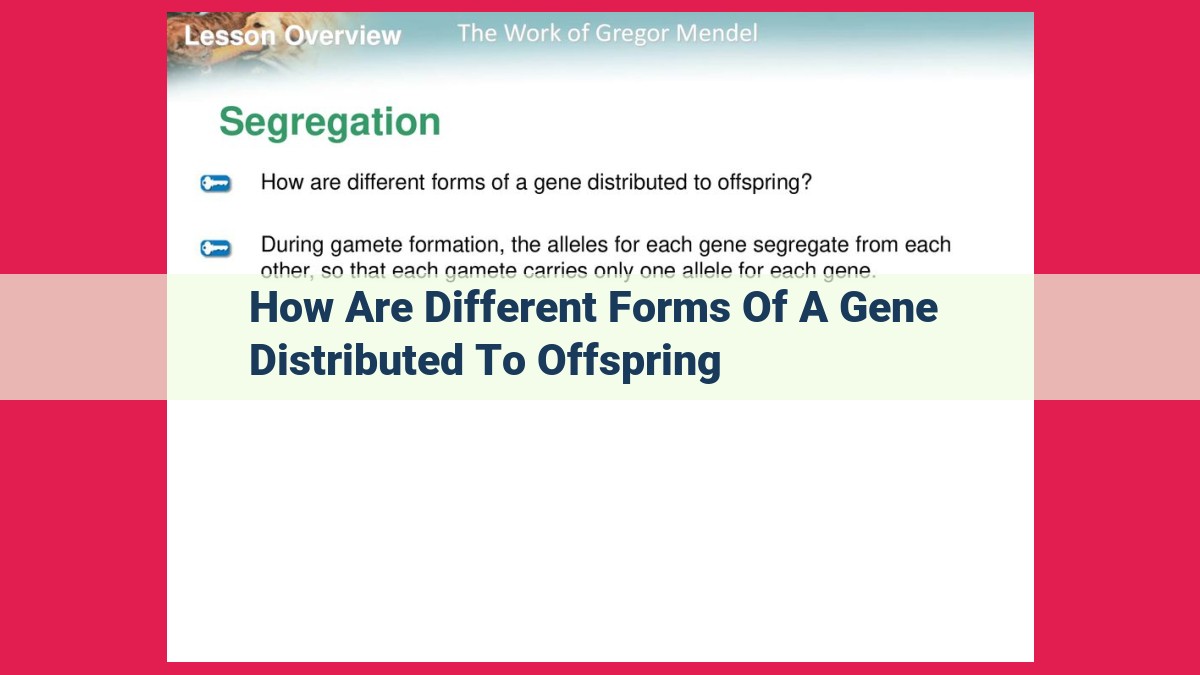 how are different forms of a gene distributed to offspring