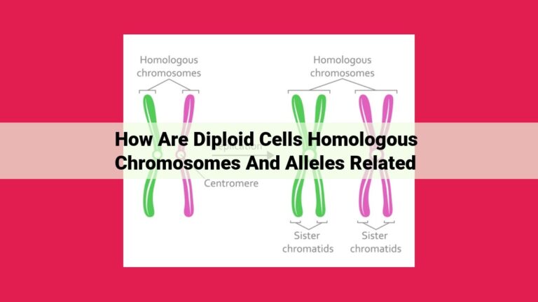 how are diploid cells homologous chromosomes and alleles related