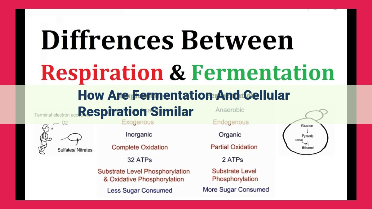 how are fermentation and cellular respiration similar