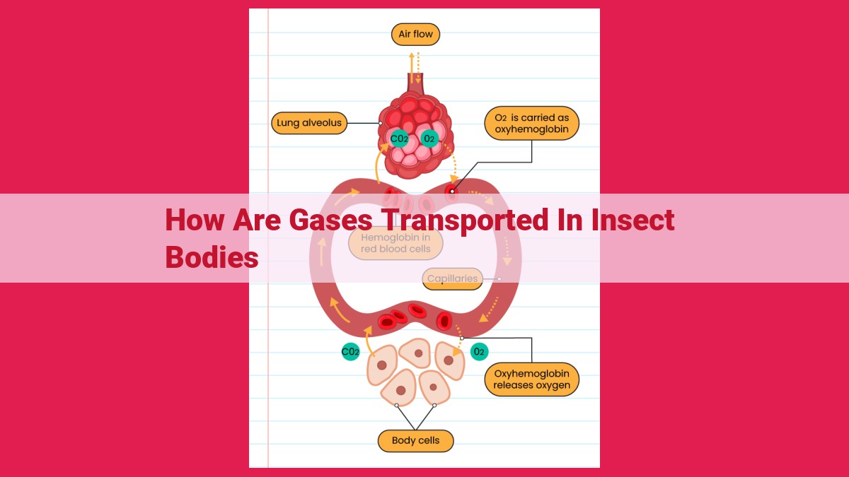 how are gases transported in insect bodies