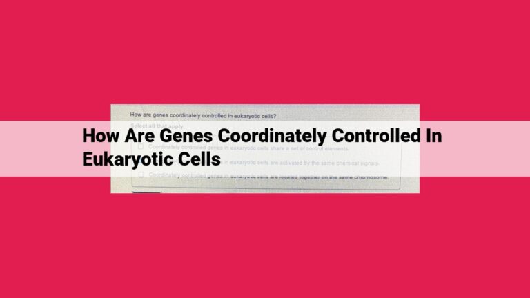 how are genes coordinately controlled in eukaryotic cells