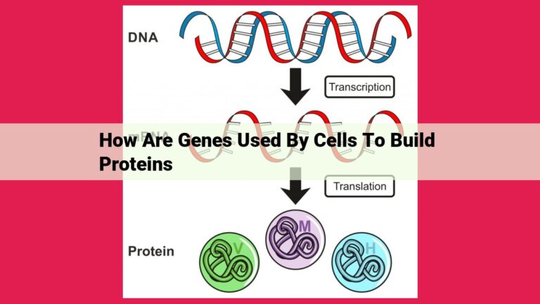 how are genes used by cells to build proteins