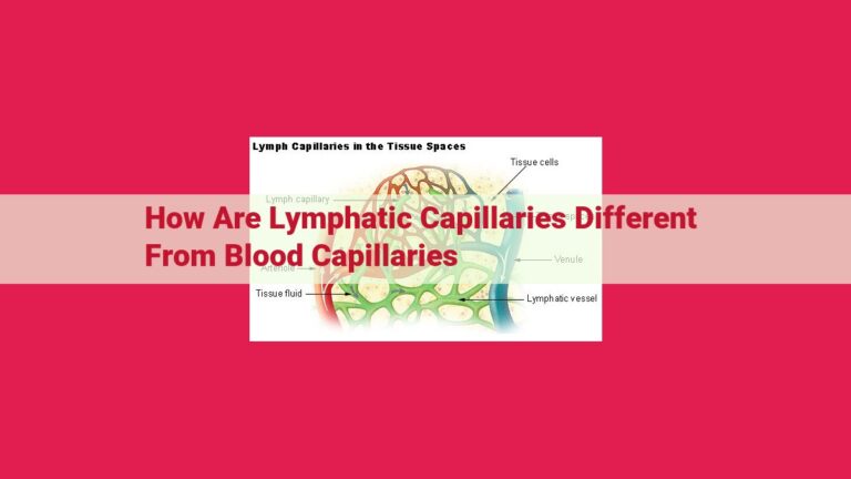 how are lymphatic capillaries different from blood capillaries