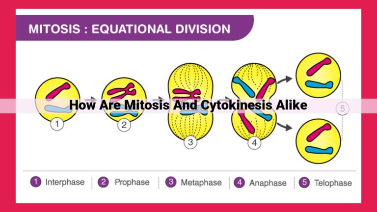 how are mitosis and cytokinesis alike