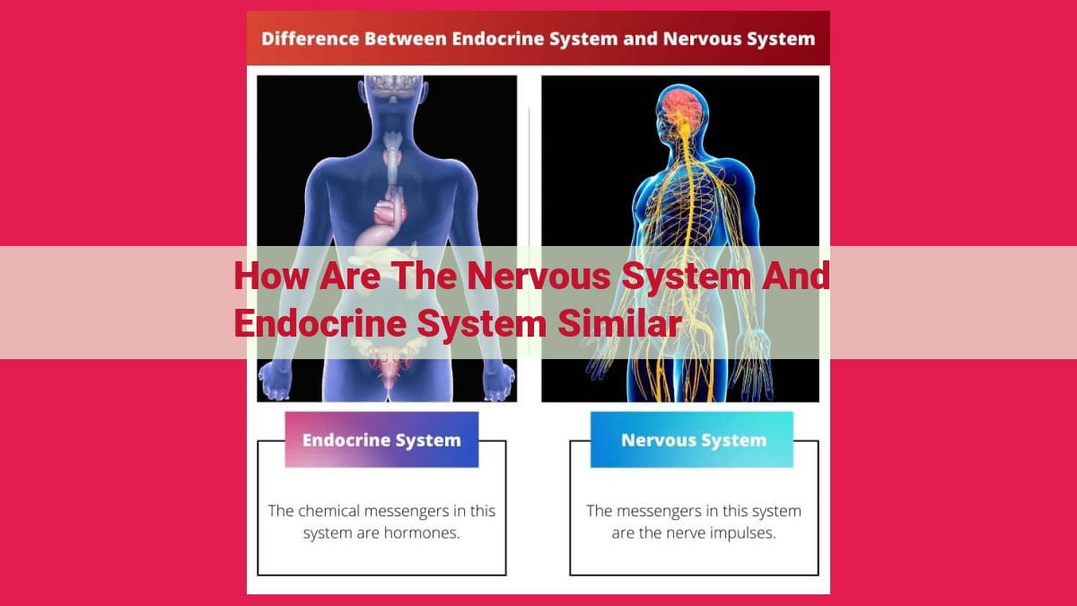 how are the nervous system and endocrine system similar