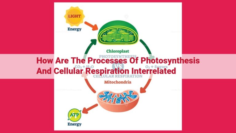 how are the processes of photosynthesis and cellular respiration interrelated