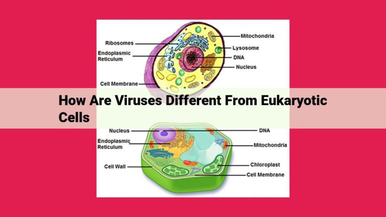 how are viruses different from eukaryotic cells