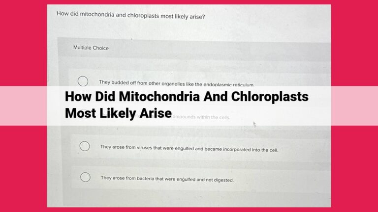 how did mitochondria and chloroplasts most likely arise