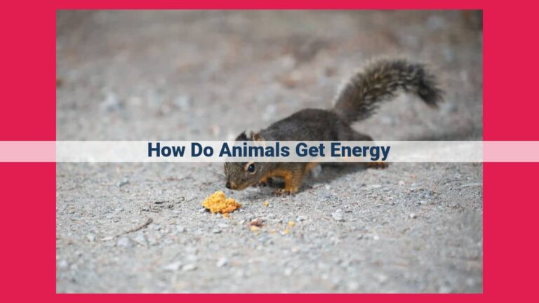 how do animals get energy