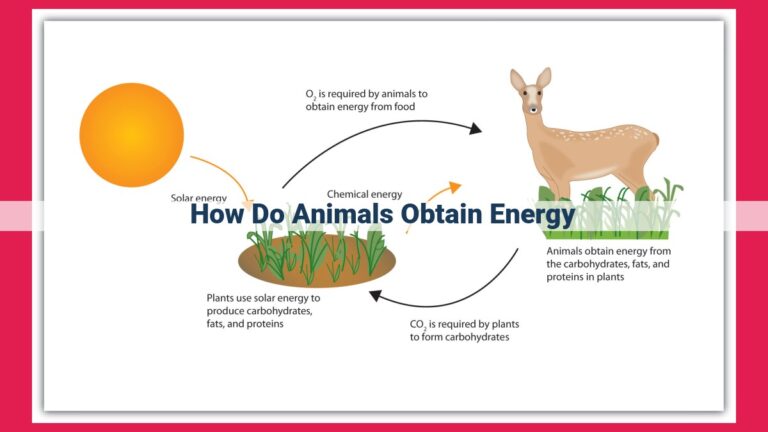 how do animals obtain energy