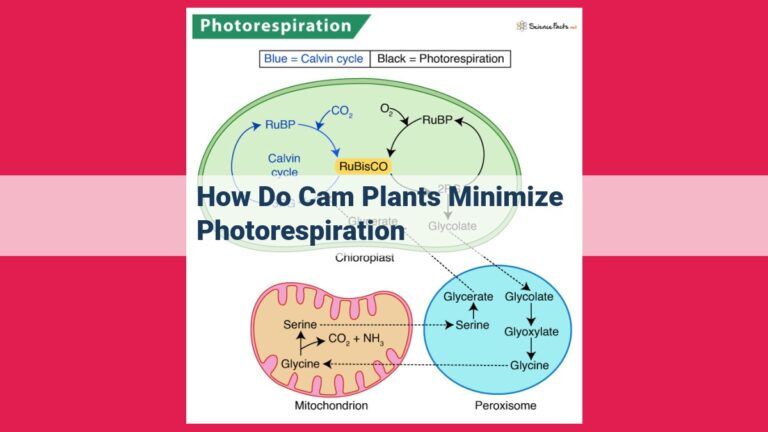 how do cam plants minimize photorespiration