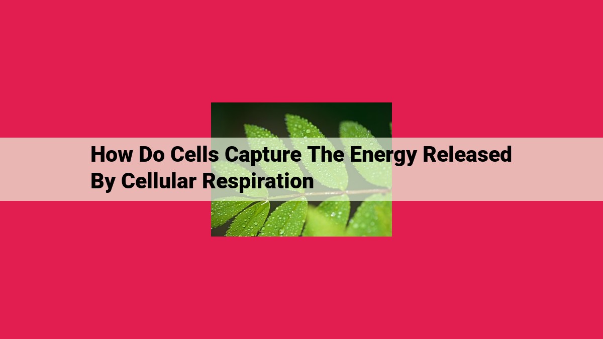 how do cells capture the energy released by cellular respiration