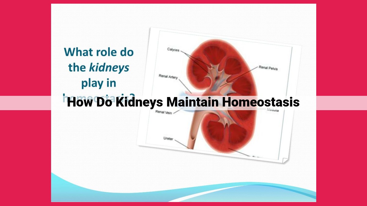 how do kidneys maintain homeostasis