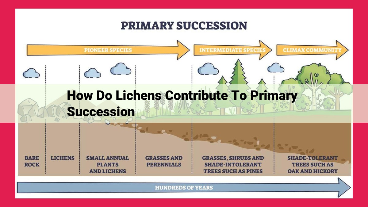 how do lichens contribute to primary succession