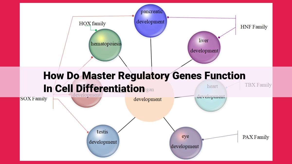 how do master regulatory genes function in cell differentiation