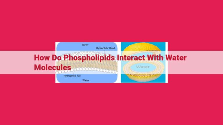 how do phospholipids interact with water molecules