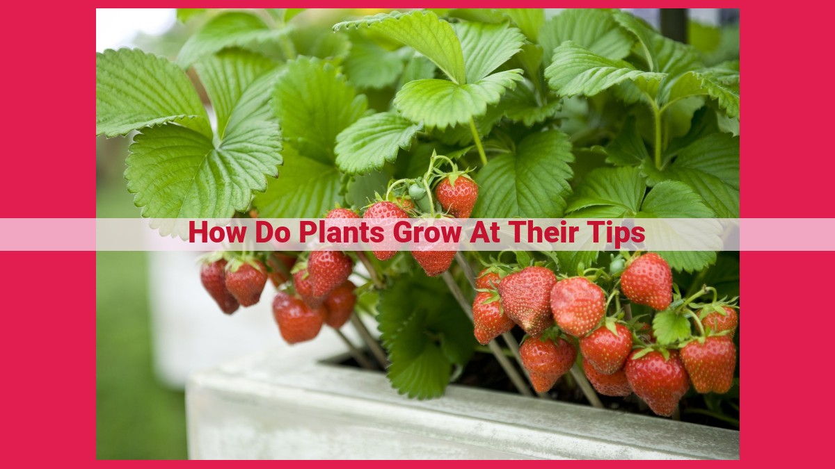 how do plants grow at their tips