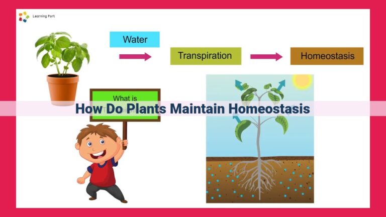 how do plants maintain homeostasis