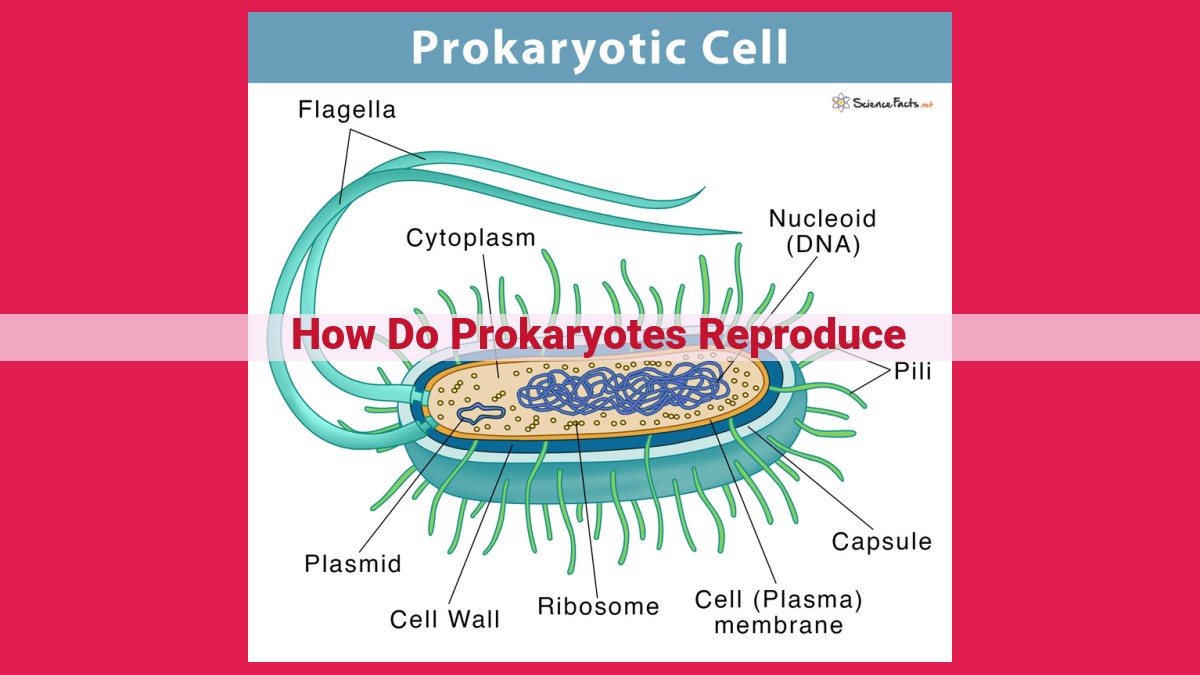 how do prokaryotes reproduce