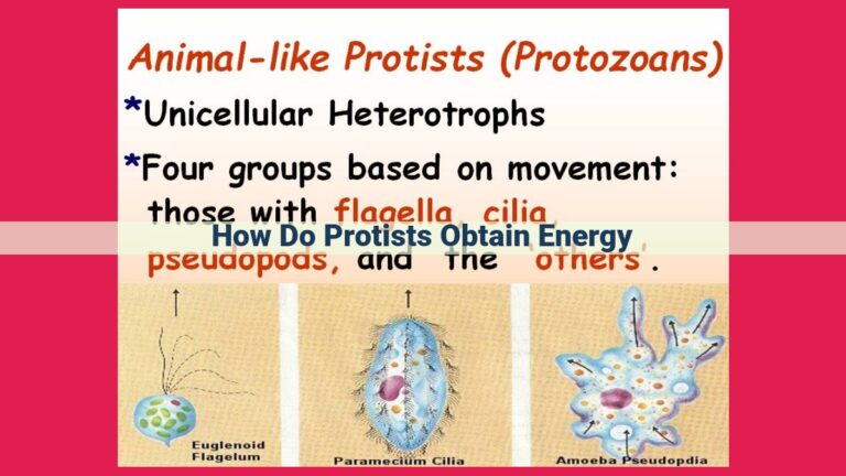 how do protists obtain energy