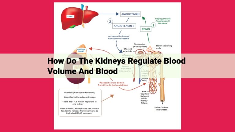 how do the kidneys regulate blood volume and blood