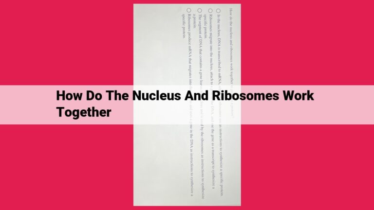 how do the nucleus and ribosomes work together