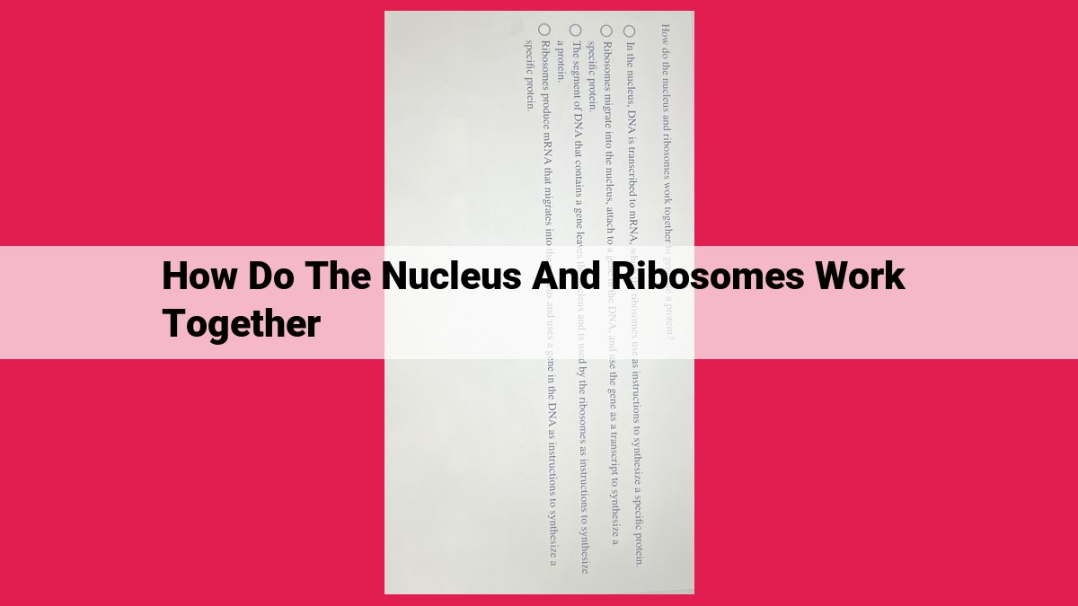 how do the nucleus and ribosomes work together