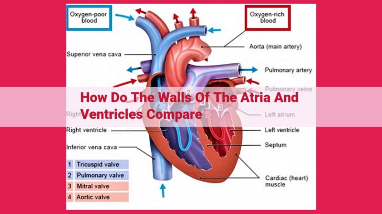 how do the walls of the atria and ventricles compare