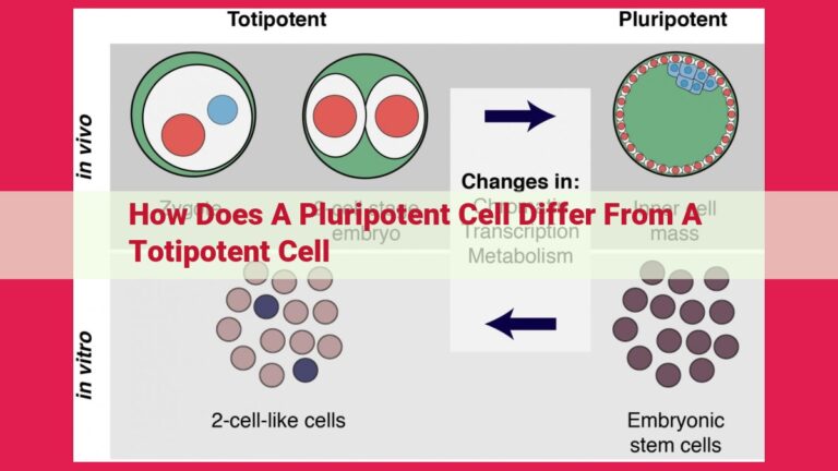 how does a pluripotent cell differ from a totipotent cell