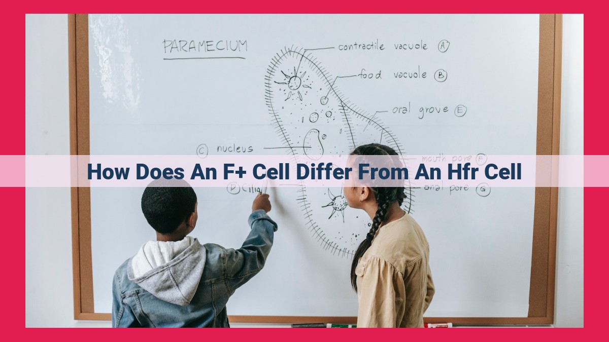 how does an f+ cell differ from an hfr cell