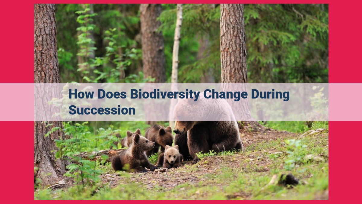 how does biodiversity change during succession