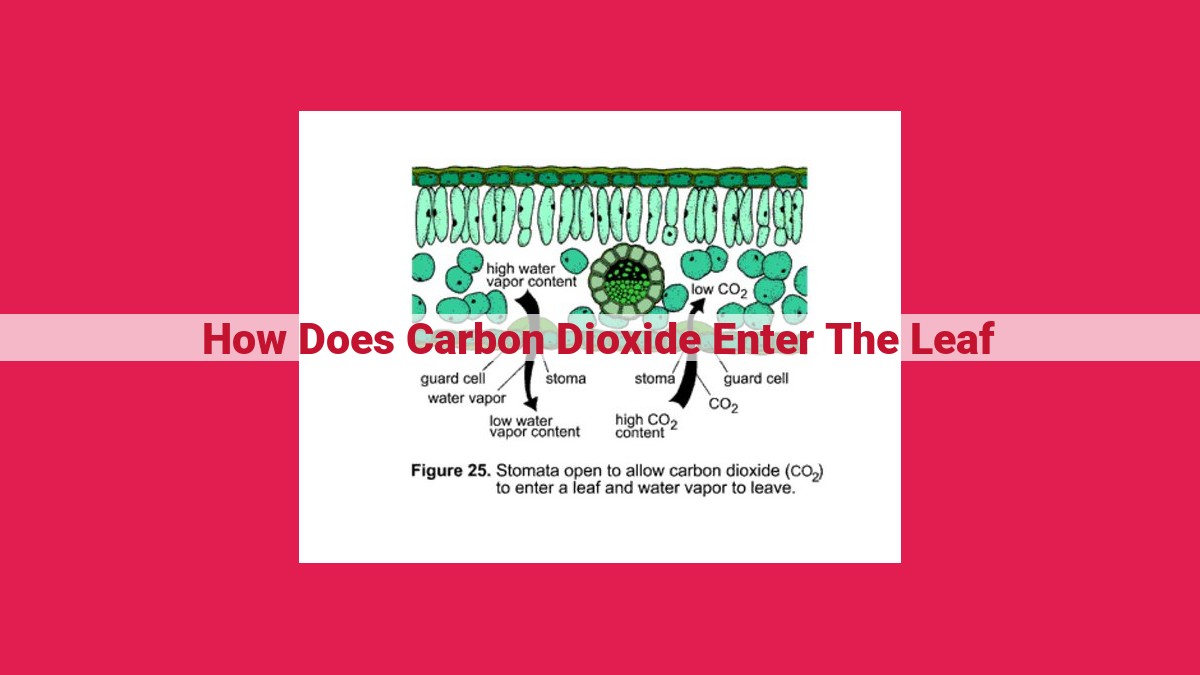 how does carbon dioxide enter the leaf