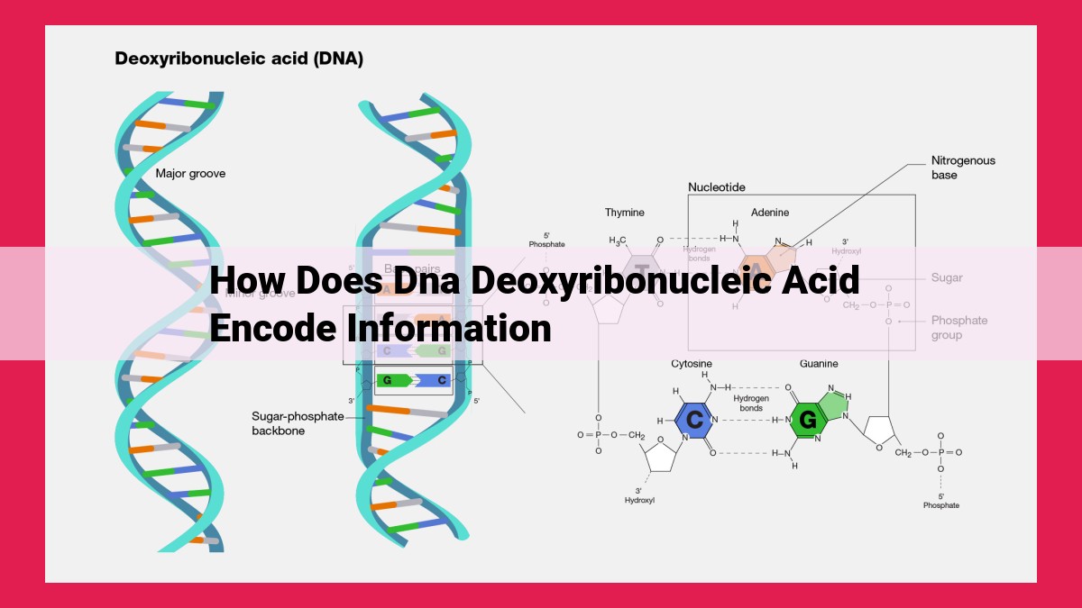 how does dna deoxyribonucleic acid encode information