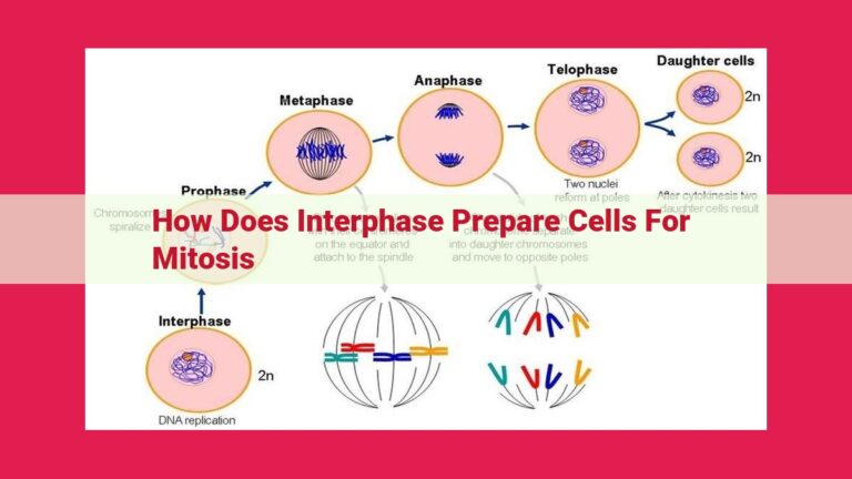 how does interphase prepare cells for mitosis