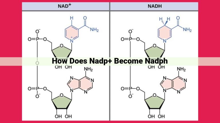 how does nadp+ become nadph