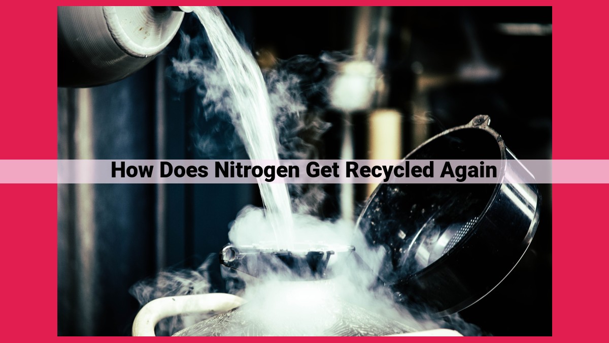 how does nitrogen get recycled again