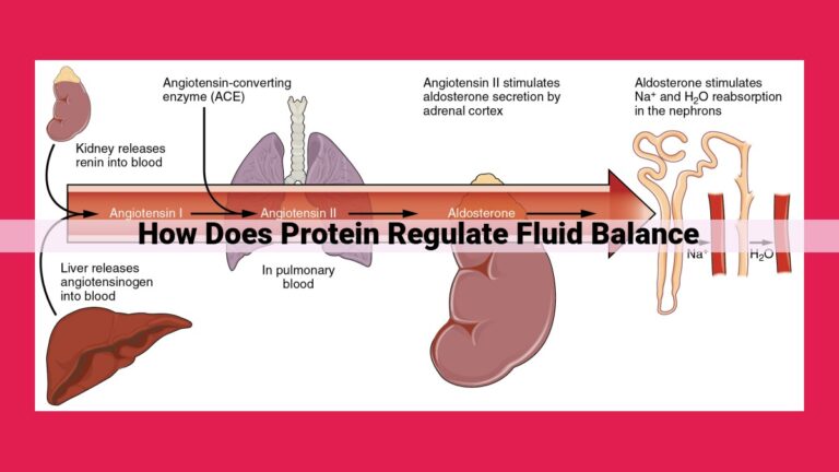 how does protein regulate fluid balance