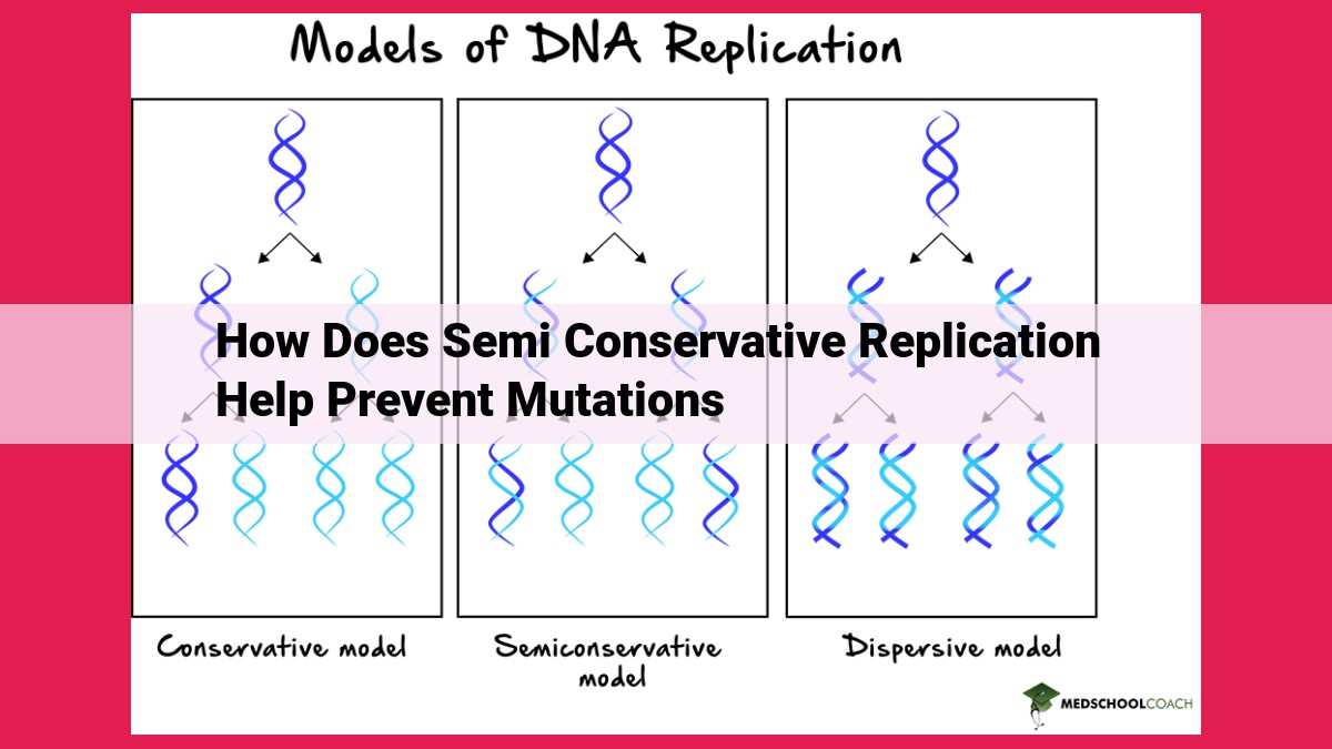 how does semi conservative replication help prevent mutations