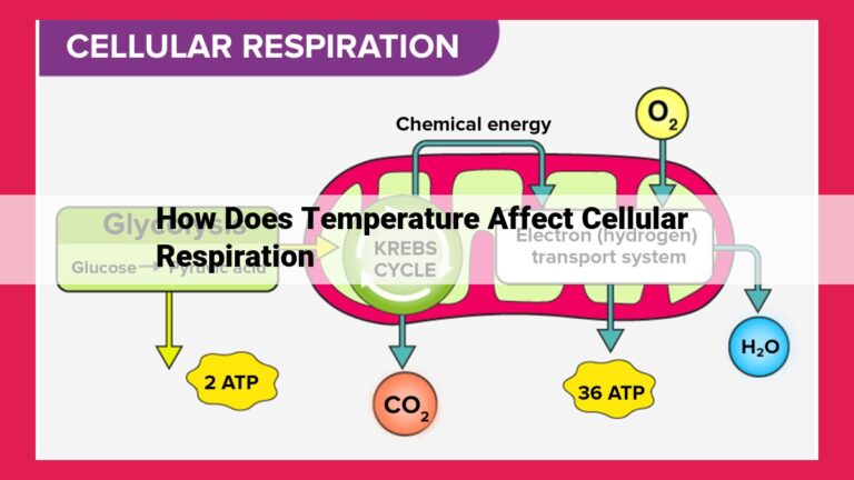 how does temperature affect cellular respiration