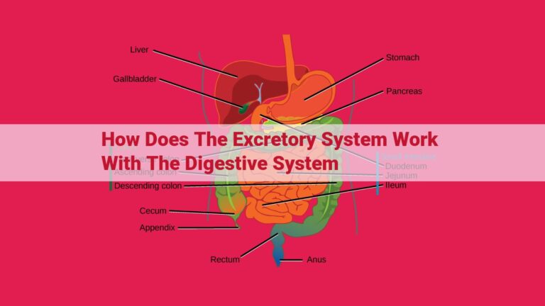 how does the excretory system work with the digestive system