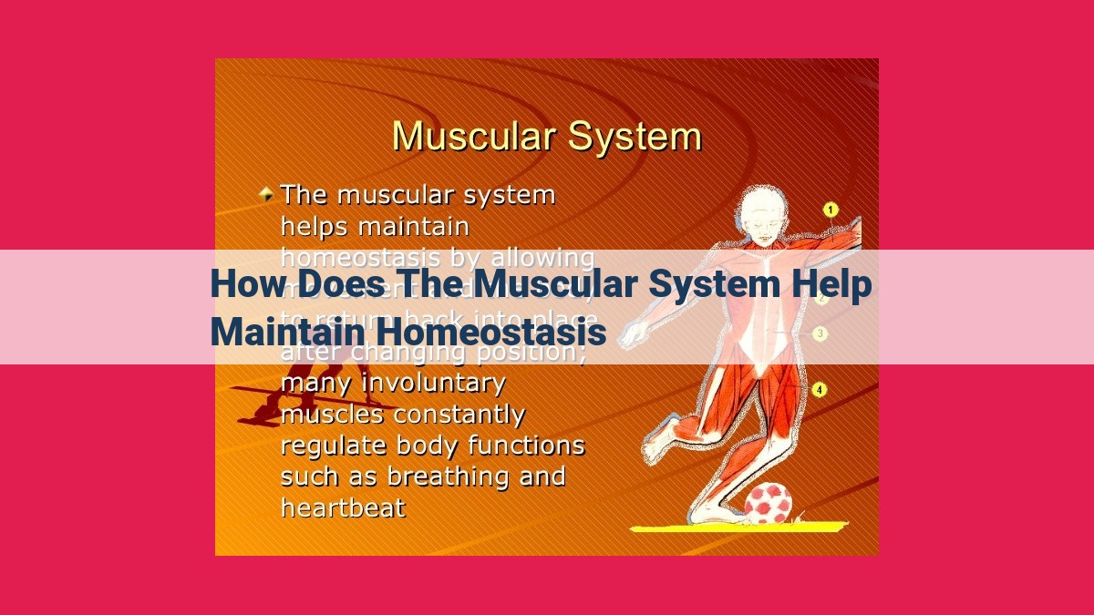 how does the muscular system help maintain homeostasis