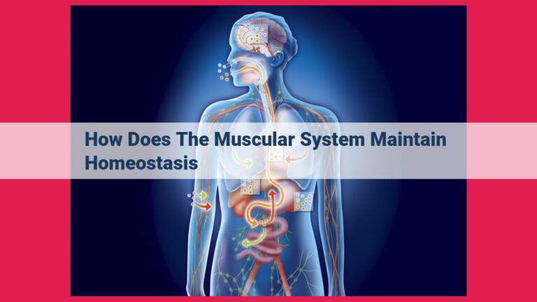 how does the muscular system maintain homeostasis