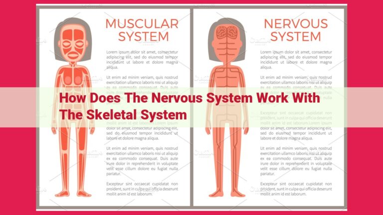 how does the nervous system work with the skeletal system