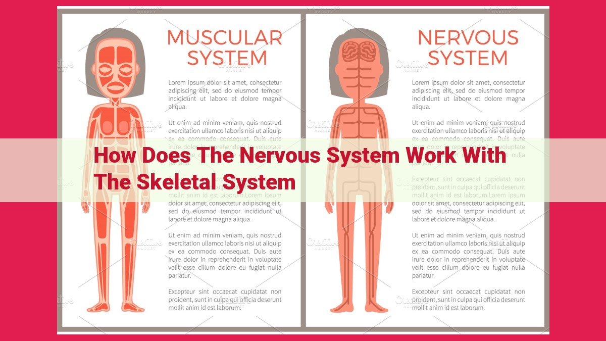 how does the nervous system work with the skeletal system