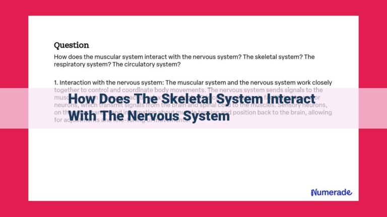 how does the skeletal system interact with the nervous system