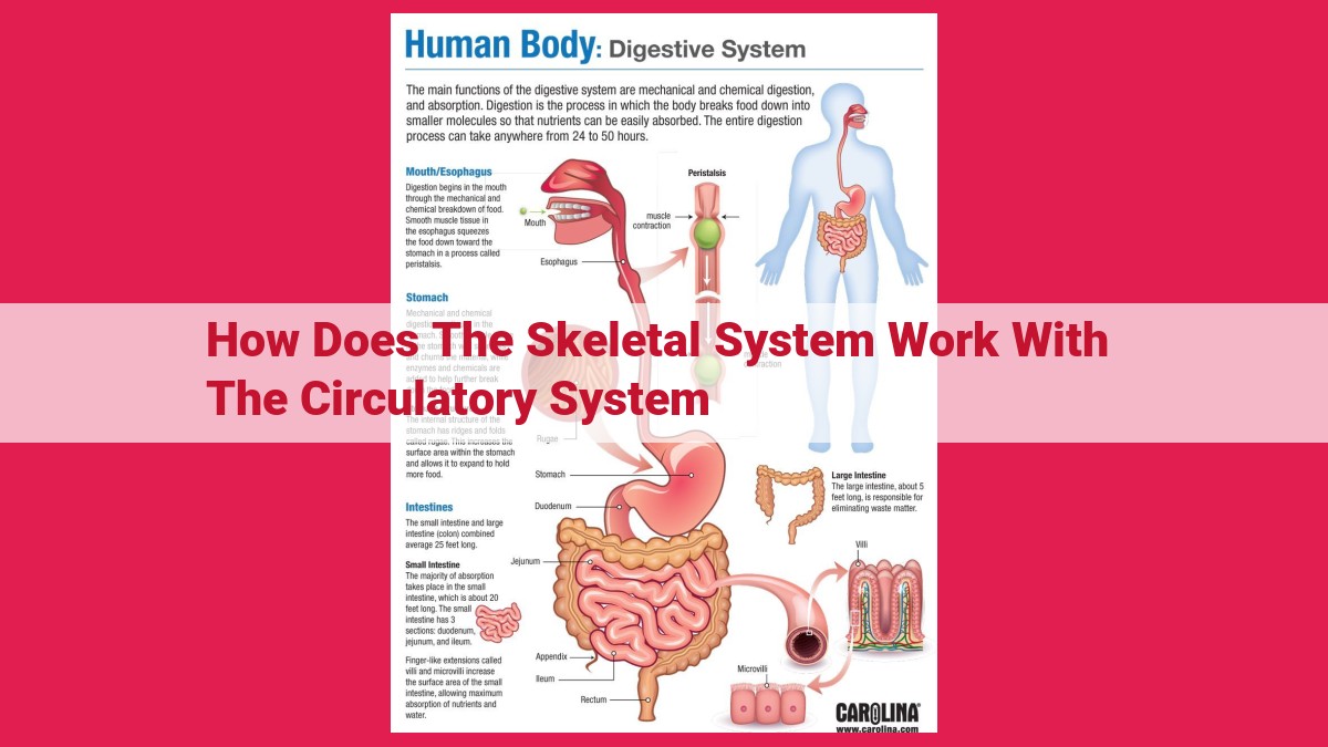 how does the skeletal system work with the circulatory system