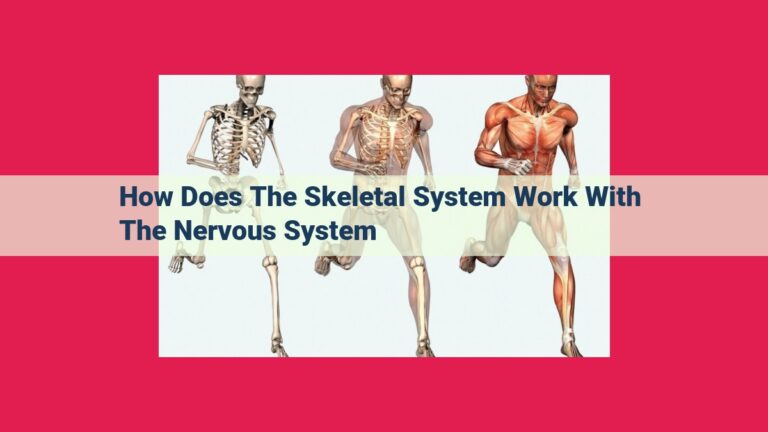 how does the skeletal system work with the nervous system