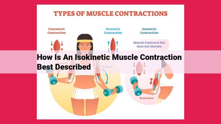 how is an isokinetic muscle contraction best described