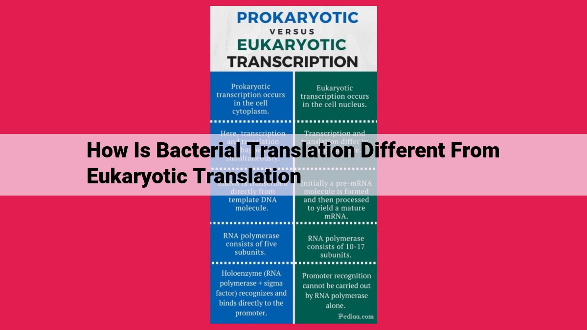 how is bacterial translation different from eukaryotic translation